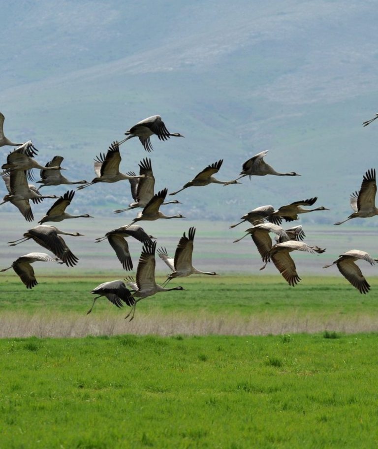 Zugvögel als Symbol für Aufbruch und Neuanfang im Ausland

